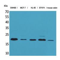 FGF-20 Polyclonal Antibody