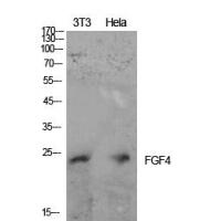 FGF-4 Polyclonal Antibody
