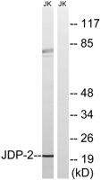 JDP2 Polyclonal Antibody