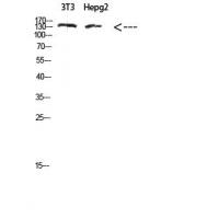 COL17A1 Polyclonal Antibody