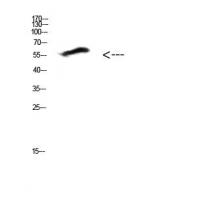 COL25A1 Polyclonal Antibody