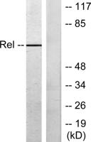 c-Rel Polyclonal Antibody