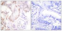 Cyclin G Polyclonal Antibody