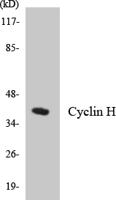 Cyclin H Polyclonal Antibody