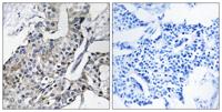 GBP4 Polyclonal Antibody
