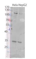 DHHC-15 Polyclonal Antibody
