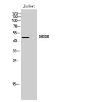 DHODH Polyclonal Antibody