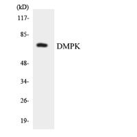 DMPK Polyclonal Antibody