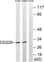 DNAM-1 Polyclonal Antibody