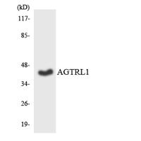 APLNR Polyclonal Antibody