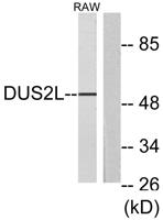 DUS2L Polyclonal Antibody