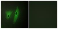 DUSP19 Polyclonal Antibody