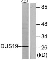 DUSP19 Polyclonal Antibody