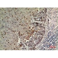 ECA39 Polyclonal Antibody