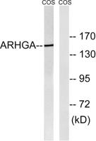 ARHGEF10 Polyclonal Antibody