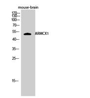 ARMCX1 Polyclonal Antibody