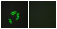 ARMCX3 Polyclonal Antibody