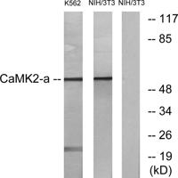 CaMKIIα/δ Polyclonal Antibody