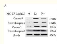 Caspase-3 Polyclonal Antibody