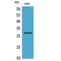 CD58 Polyclonal Antibody