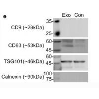 CD63 Polyclonal Antibody