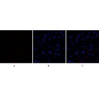 CD63 Polyclonal Antibody