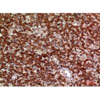 CD63 Polyclonal Antibody