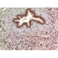 CD63 Polyclonal Antibody