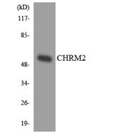 mAChR M2 Polyclonal Antibody