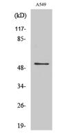mAChR M4 Polyclonal Antibody