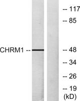 mAChR M1 Polyclonal Antibody