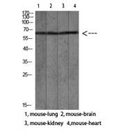 Mac-2BP Polyclonal Antibody