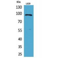 MACC1 Polyclonal Antibody