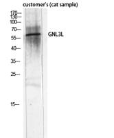 GNL3L Polyclonal Antibody