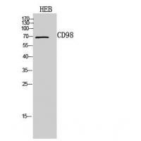 CD98 Polyclonal Antibody