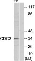 Cdc2 Polyclonal Antibody