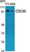 CDC46 Polyclonal Antibody