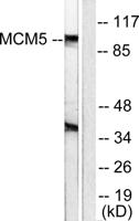 CDC46 Polyclonal Antibody