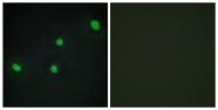 CdcA4 Polyclonal Antibody