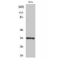 Cdk1/2/3 Polyclonal Antibody