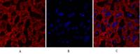 Cdk2 Polyclonal Antibody