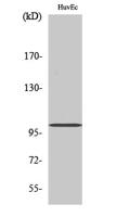 Centrobin Polyclonal Antibody