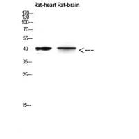 Cerberus Polyclonal Antibody