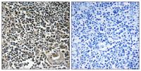 Cerebellin 4 Polyclonal Antibody