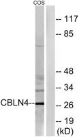 Cerebellin 4 Polyclonal Antibody