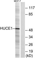 Cerebral 1 Polyclonal Antibody
