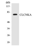 CLC-KA Polyclonal Antibody