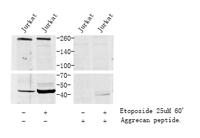 Cleaved-Aggrecan (D369) Polyclonal Antibody