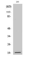 Cleaved-Bad (D71) Polyclonal Antibody