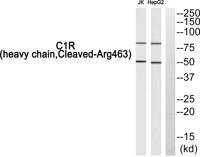 Cleaved-C1r HC (R463) Polyclonal Antibody